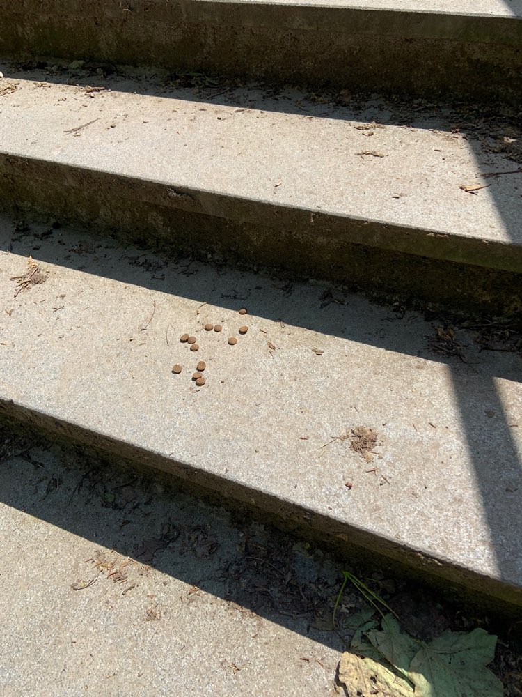 Giftköder-Futterreste oder Ähnliches-Profilbild