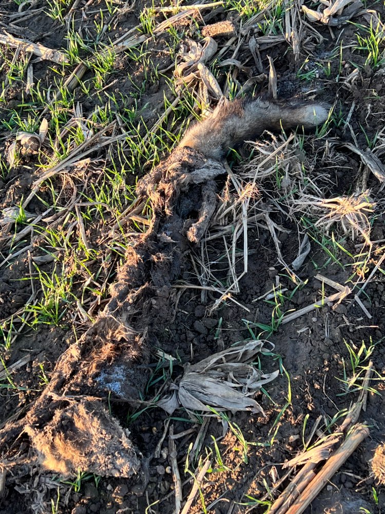 Giftköder-Fuchskadaver auf Einem Feld-Profilbild