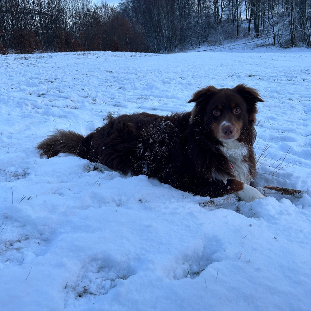 Hundetreffen-Aussie treffen-Profilbild