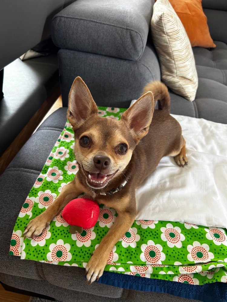 Hundetreffen-Edgar sucht neue Freunde-Profilbild