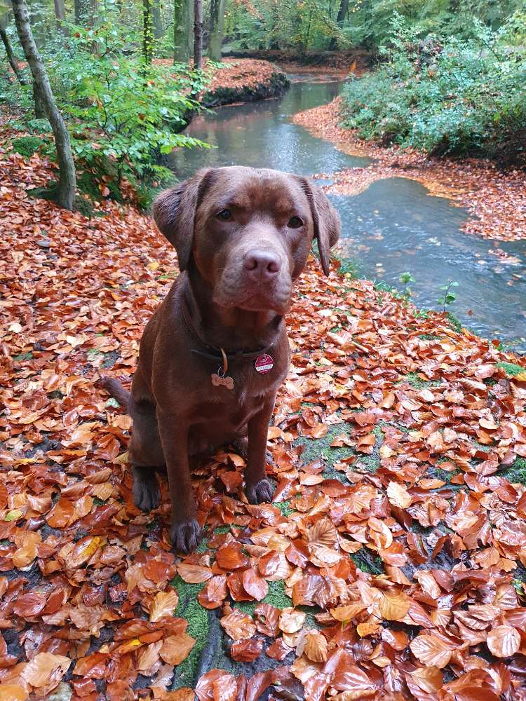 Hundetreffen-Spielkameraden gesucht-Profilbild