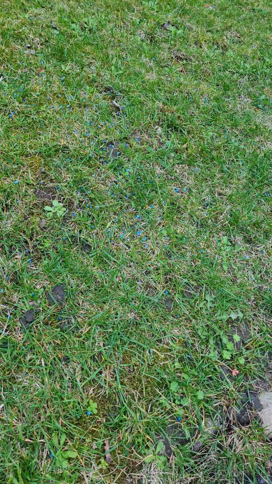 Giftköder-Schneckenkorn/Schneckengift-Profilbild