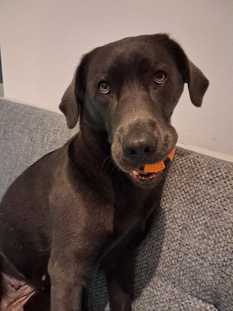 Hundetreffen-Gassi gehen, wobei die Hunde auch zusammen toben dürfen-Profilbild