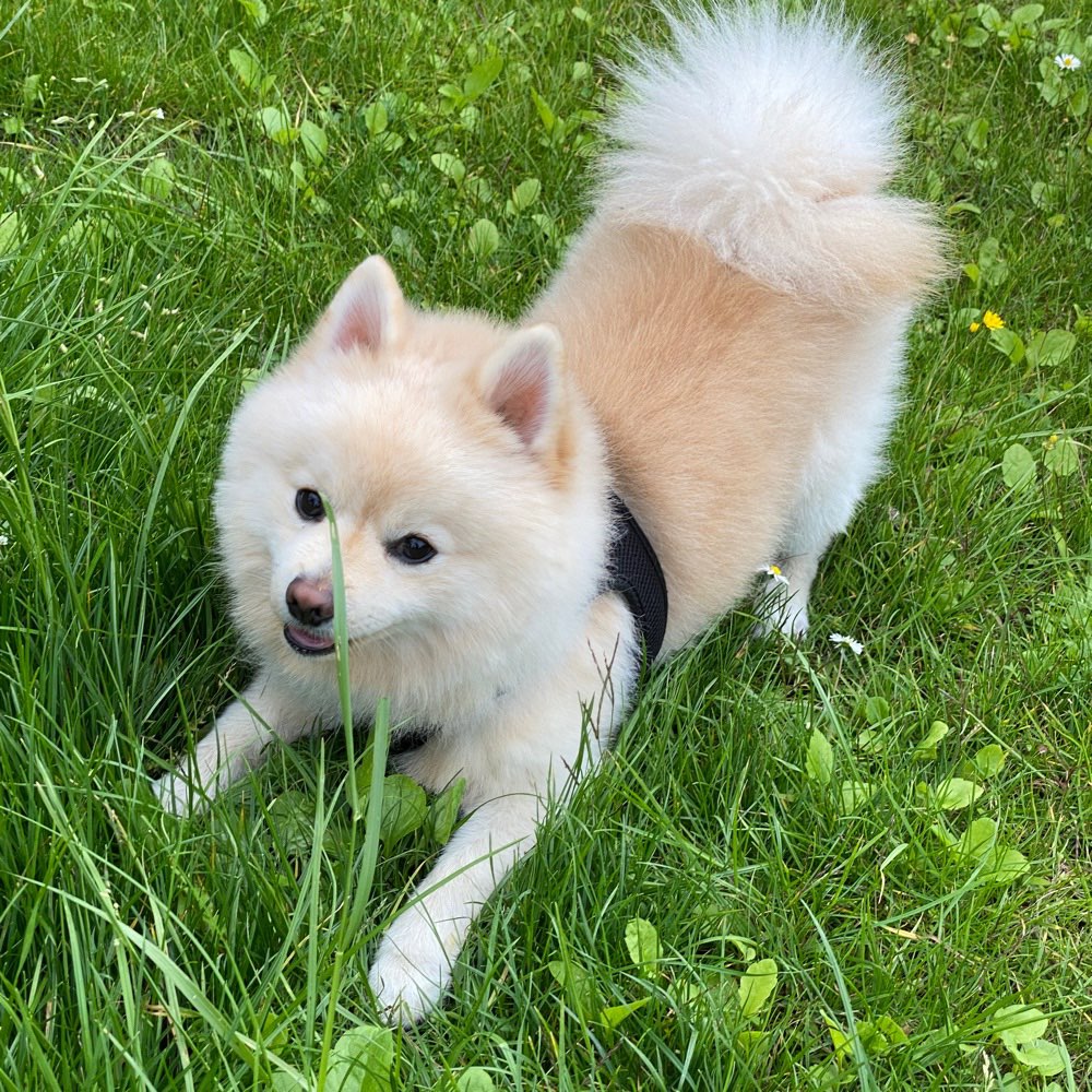 Hundetreffen-Treffen für Spitz-Profilbild