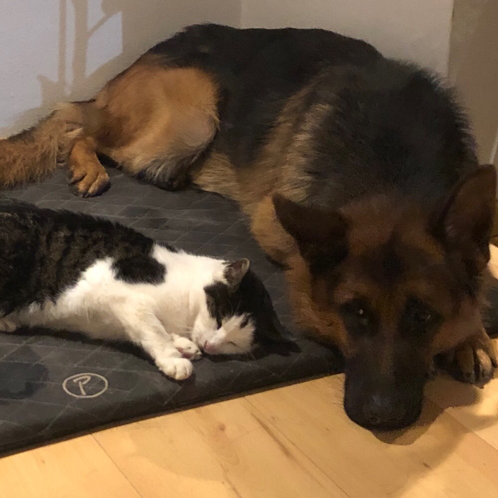 Hundetreffen-Gemeinsamer Spaziergang? Training? Toben? Gehorsam? Einfach laufen?-Profilbild