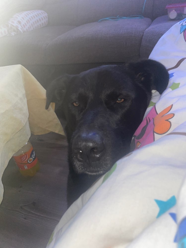 Hundetreffen-Gassi/ Spiel Runde-Profilbild