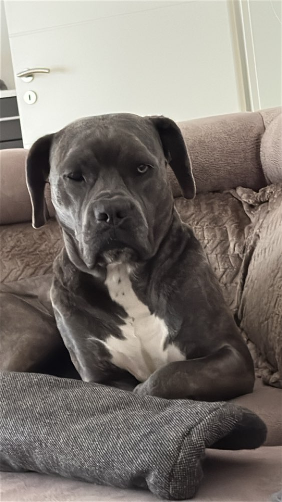 Hundetreffen-Sky sucht Hundefreunde🐶🤗-Profilbild