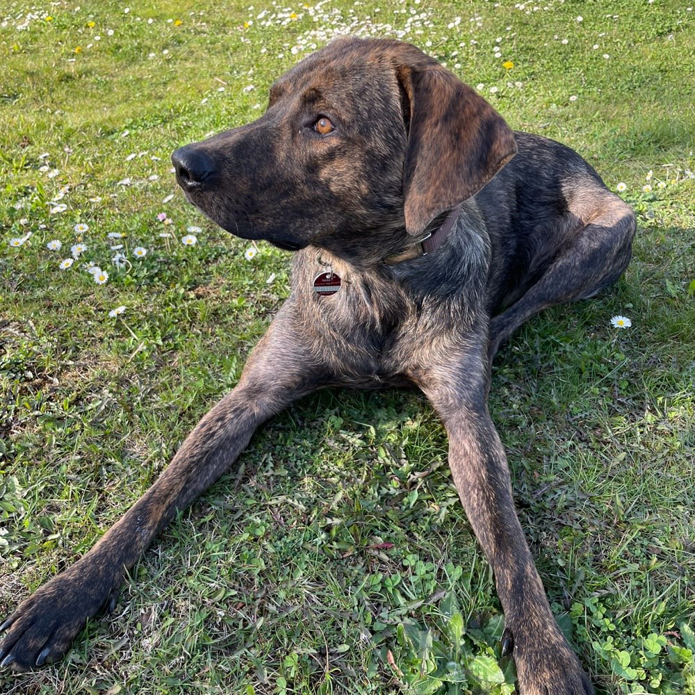 Hundetreffen-Spielkameraden & Gassifreunde gesucht-Profilbild