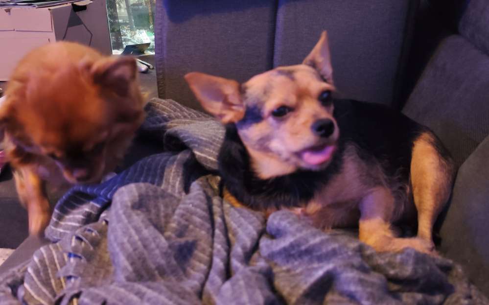 Hundetreffen-Souveräne Gassikumpel gesucht-Profilbild