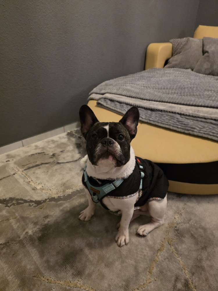 Hundetreffen-Sozial Walk-Profilbild