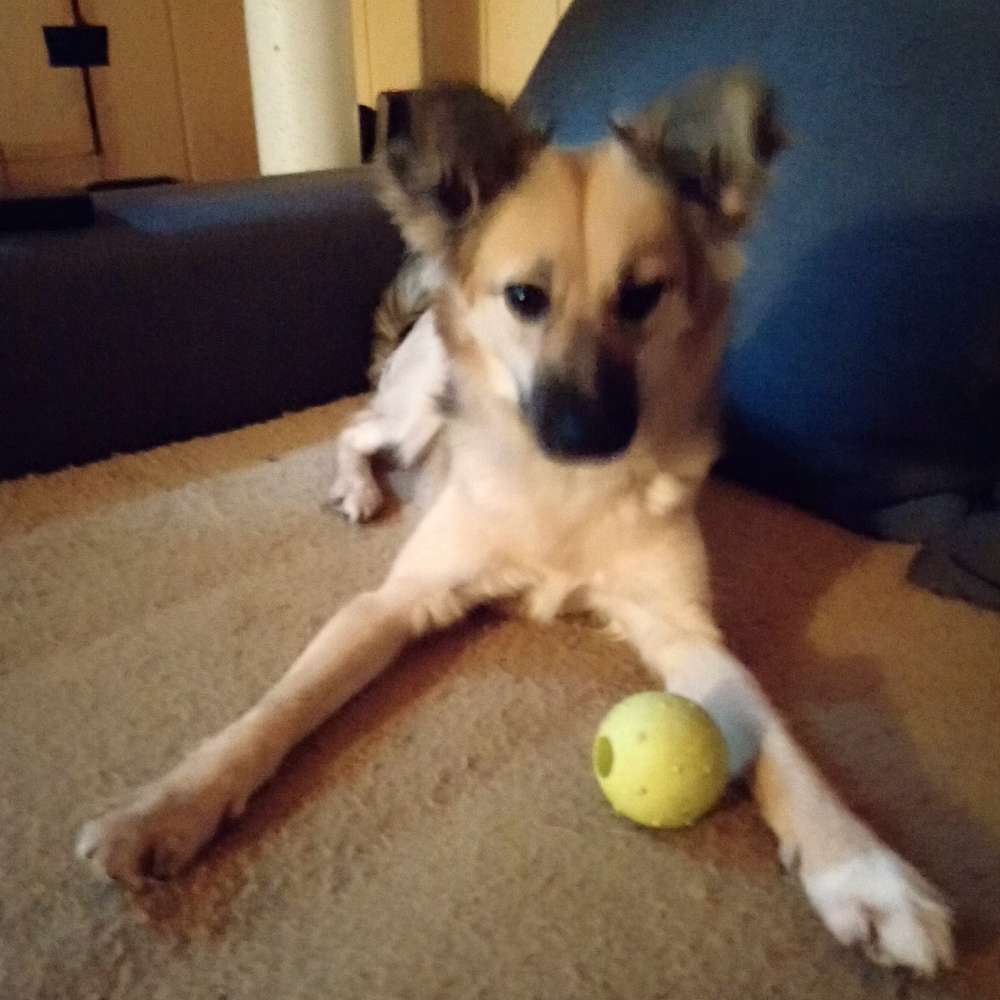 Hundetreffen-Spazierengehen oder Spielrunde-Profilbild