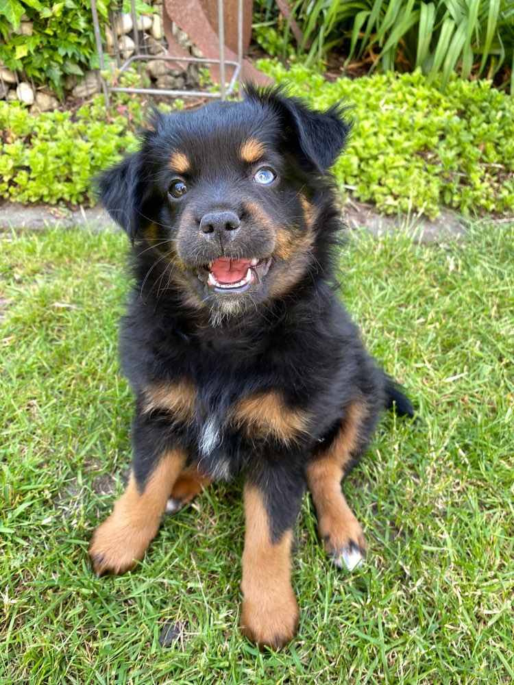 Hundetreffen-Suche Welpen zum gemeinsamen spazieren gehen (kleinere Rasse)-Profilbild