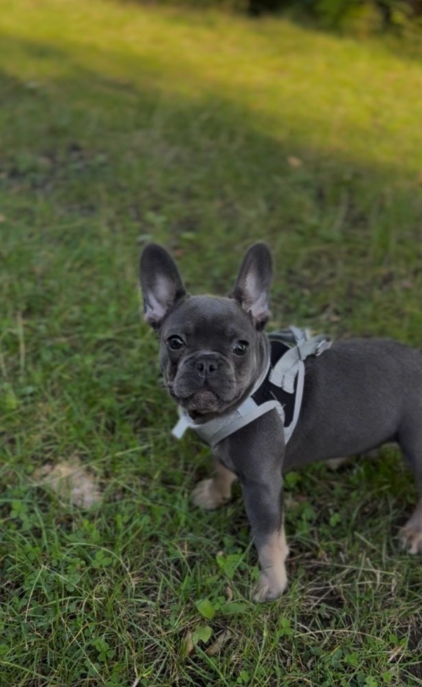 Hundetreffen-Frenchie treffen-Profilbild