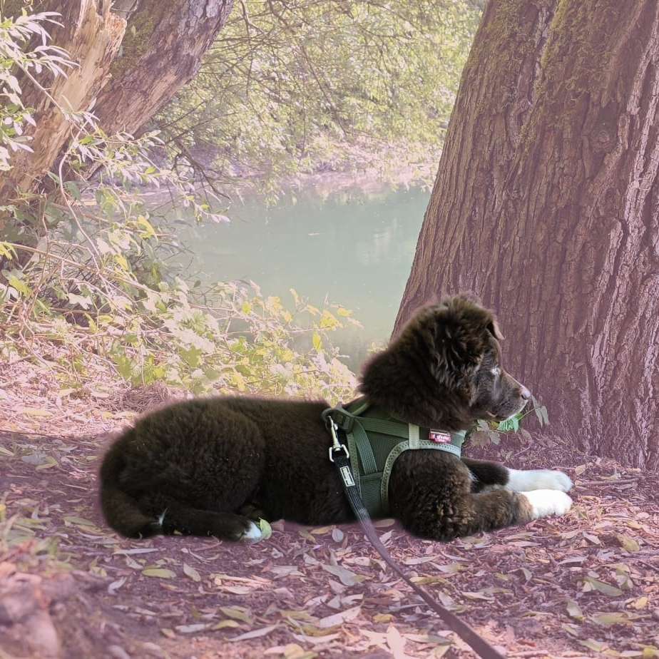 Hundetreffen-Spieletreff/gemeinsamer Spaziergang-Profilbild
