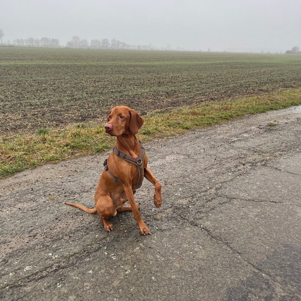 Hundetreffen-Hunderunde-Profilbild