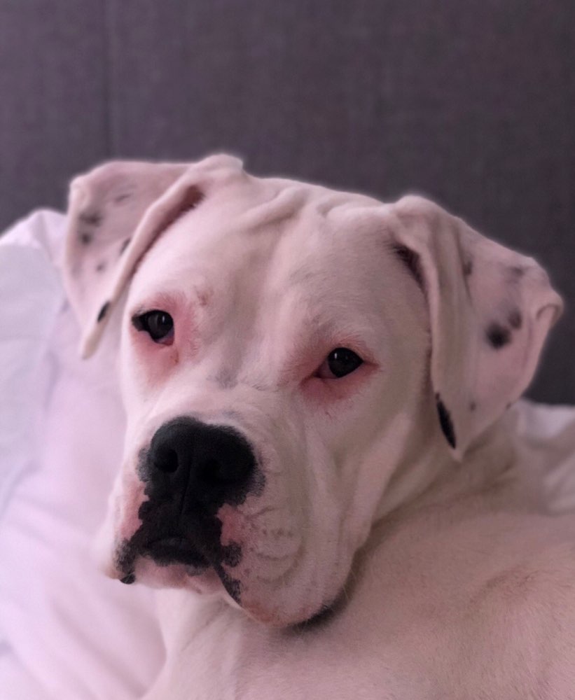 Hundetreffen-Gaudi am Englischen Garten-Profilbild