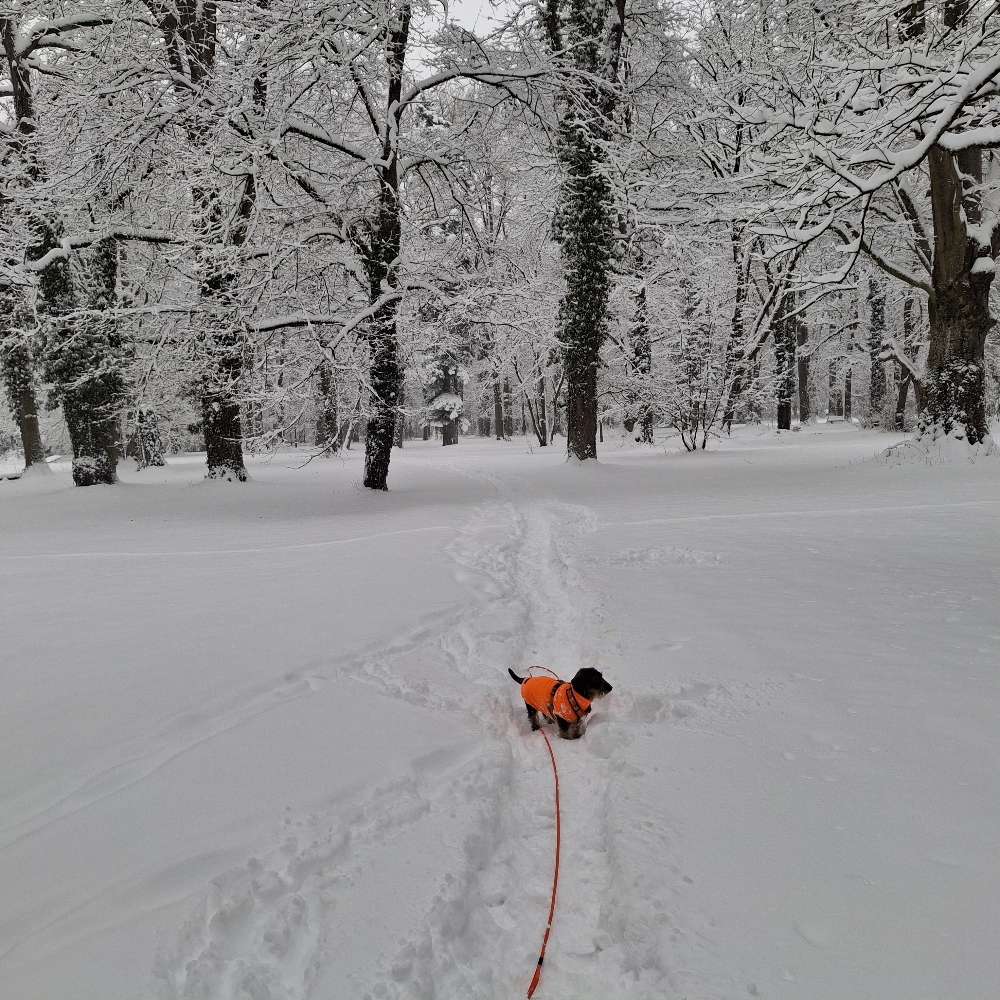 Hundetreffen-Gemeinsame Gassirunden mit Freilauf-Profilbild