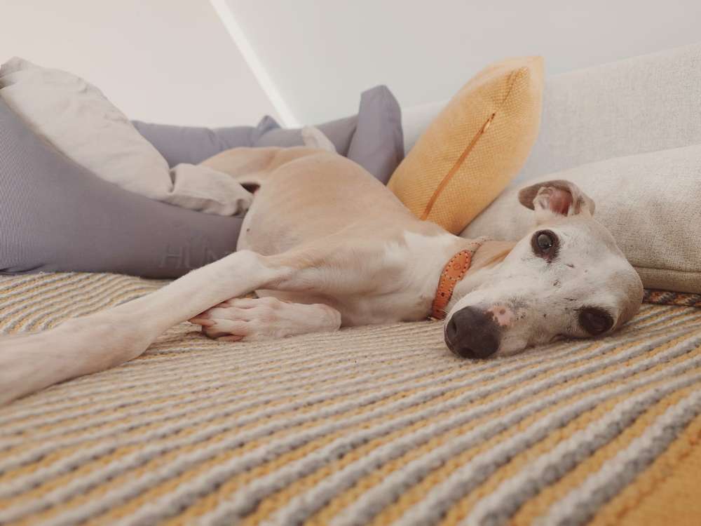 Hundetreffen-Whippets im Wiehengebirge-Profilbild