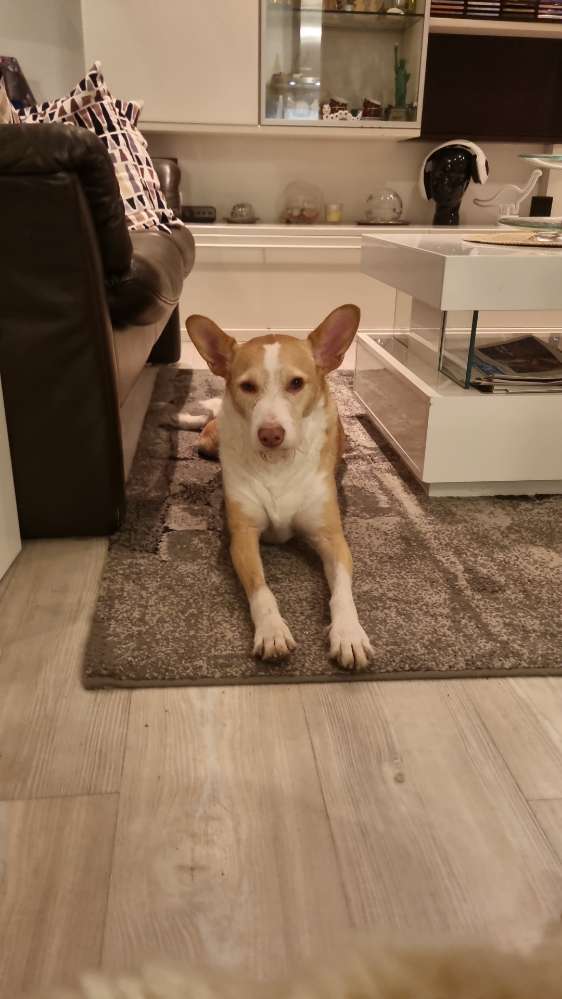 Hundetreffen-Spielt gerne-Profilbild