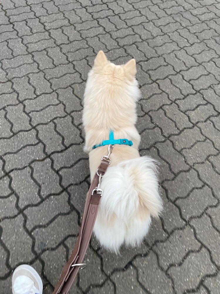 Hundetreffen-Spiel, Spaß & Freude mit Mailo-Profilbild