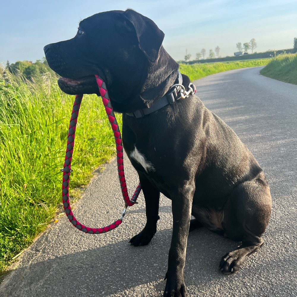 Hundetreffen-Tyra sucht spiel Freunde und gassi Freunde-Profilbild