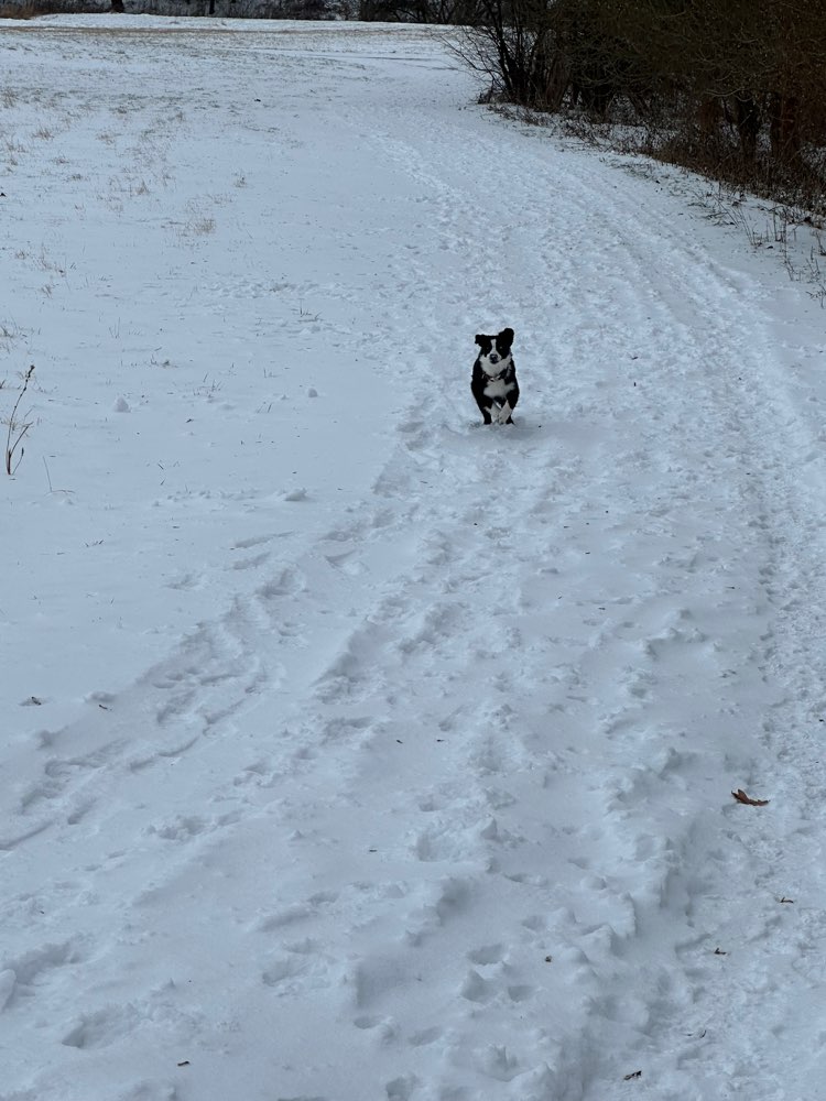 Hundetreffen-Gemeinsame Spaziergänge-Profilbild