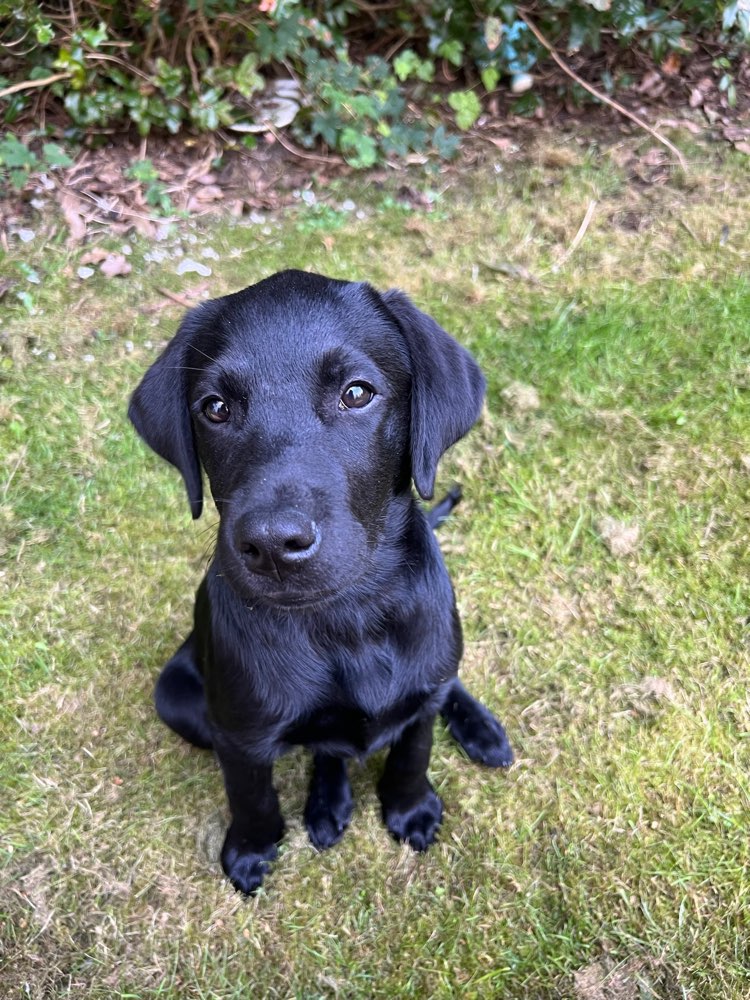 Hundetreffen-Welpentreffen Eilenriede/List-Profilbild