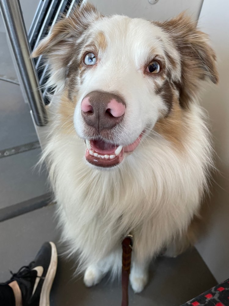 Hundetreffen-Hundekumpels für Gassi-/Trainings- und/oder Spielrunden gesucht-Profilbild