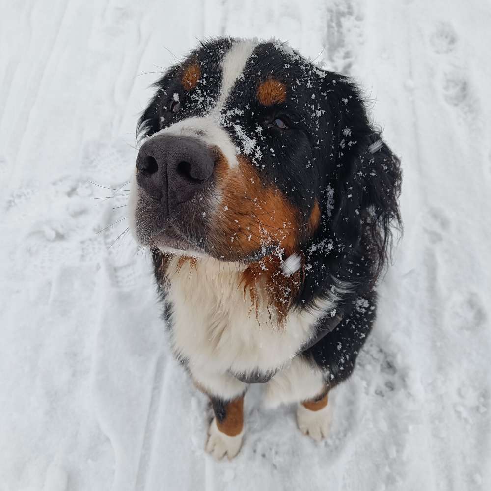 Hundetreffen-Spielen, toben, spazieren: Große Freunde gesucht-Profilbild