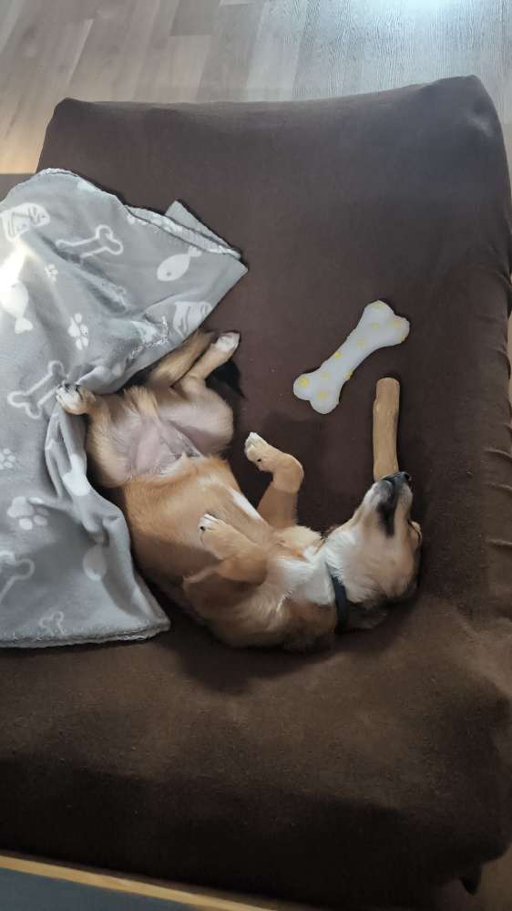 Hundetreffen-4 Monate jünger Welpe sucht Spielbuddy zum Gassi gehen.-Profilbild