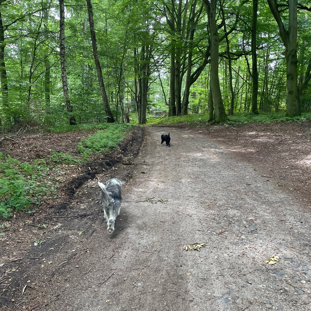 Hundetreffen-Gassi gehen mit neuen Hundekumpels-Profilbild