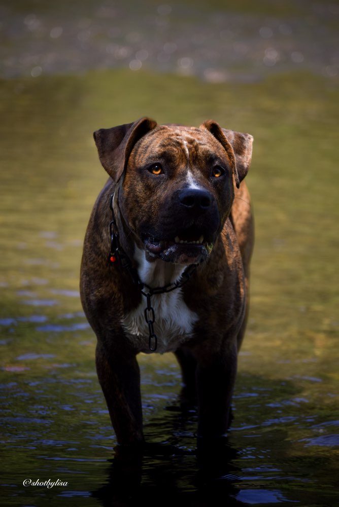 Hundetreffen-Gemeinsame Gassirunden + spielen-Profilbild