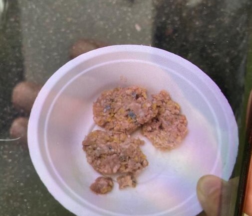 Giftköder-Giftköder Stadtgarten Köln-Mülheim-Profilbild