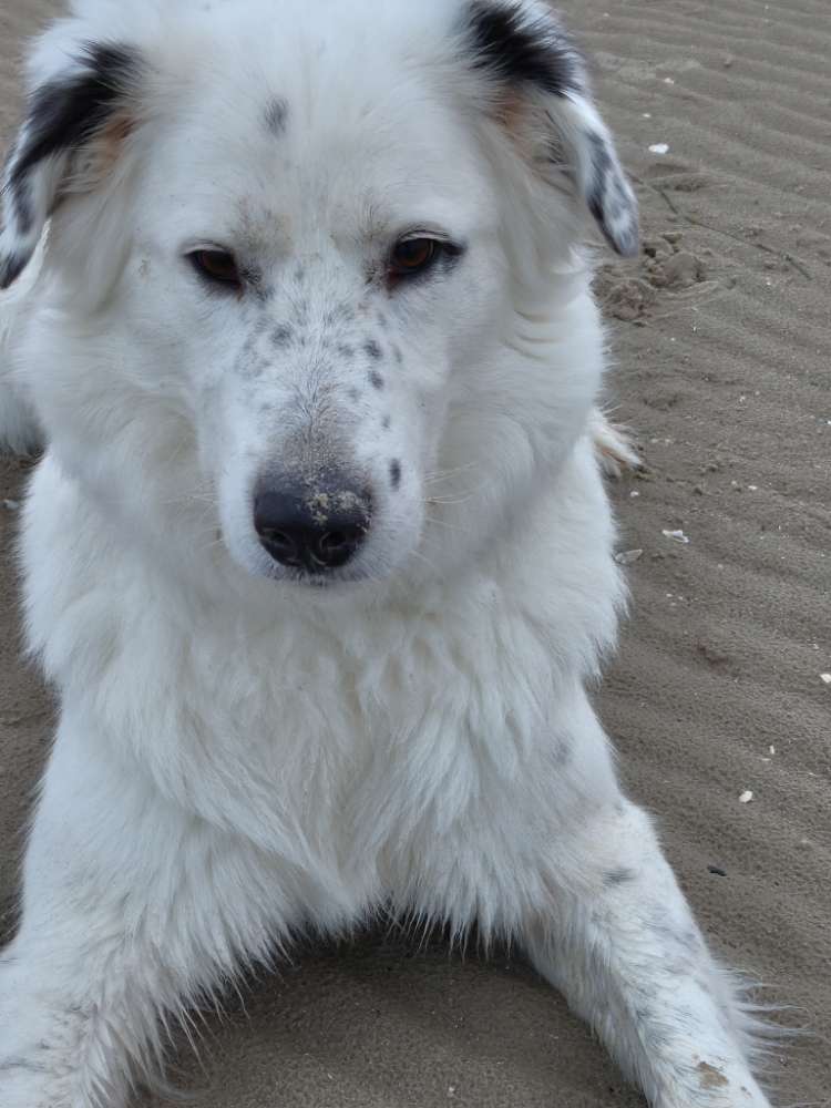 Hundetreffen-Gemeinsame Spaziergänge-Profilbild
