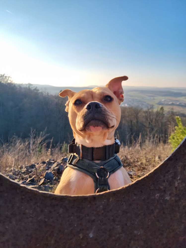 Hundetreffen-Trainingspartner gesucht!-Profilbild