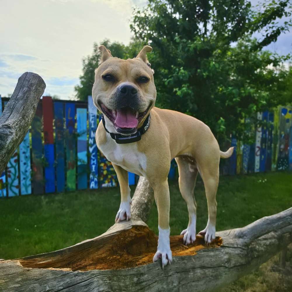 Hundetreffen-Trainingspartner gesucht-Profilbild