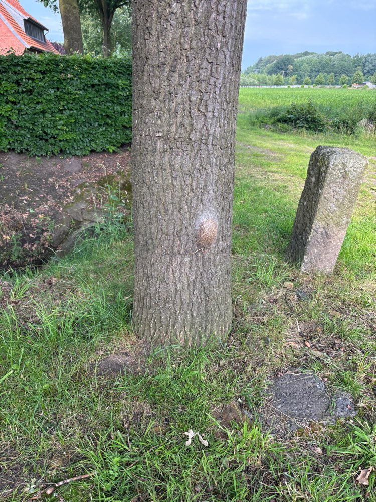 Giftköder-Eichen-Prozessionsspinner-Profilbild