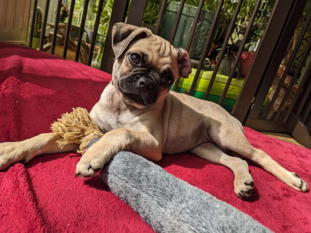 Hundetreffen-Welpe Amy sucht Spielfreunde-Profilbild