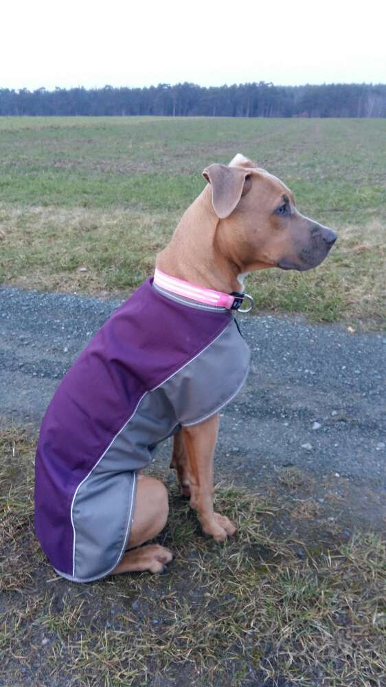 Hundetreffen-Spielerunde-Profilbild