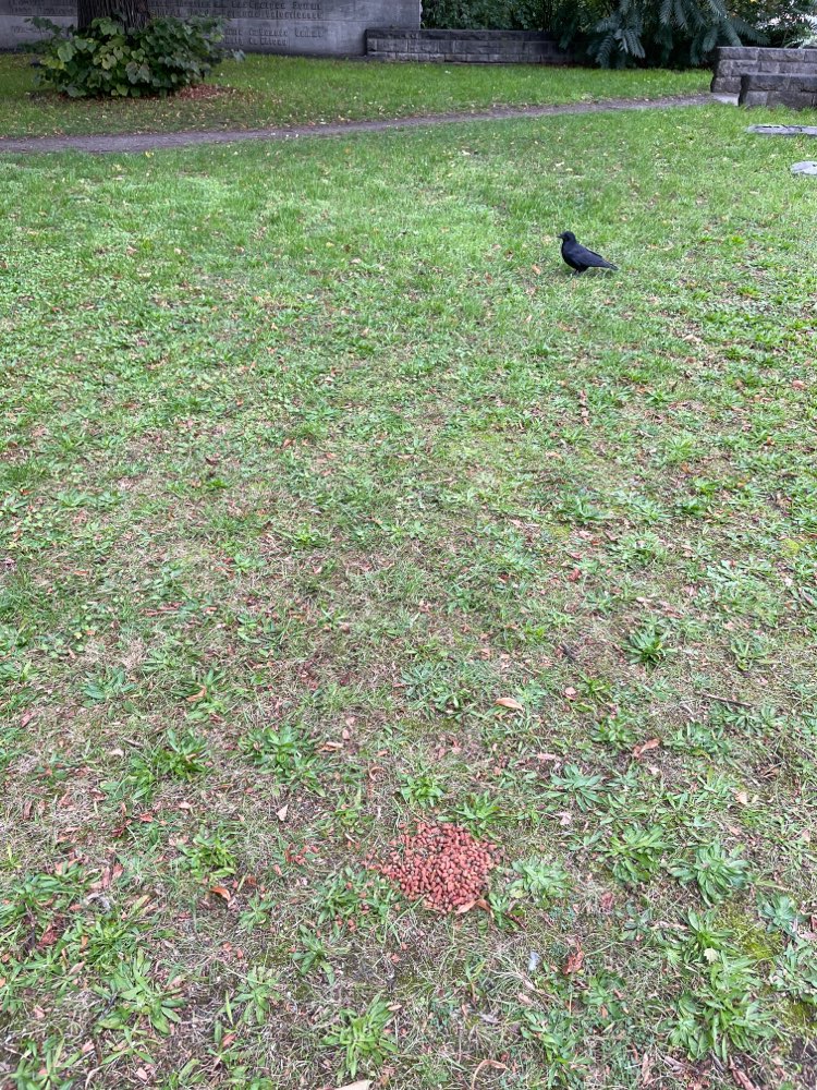 Giftköder-Ausgelegtes Trockenfutter-Profilbild