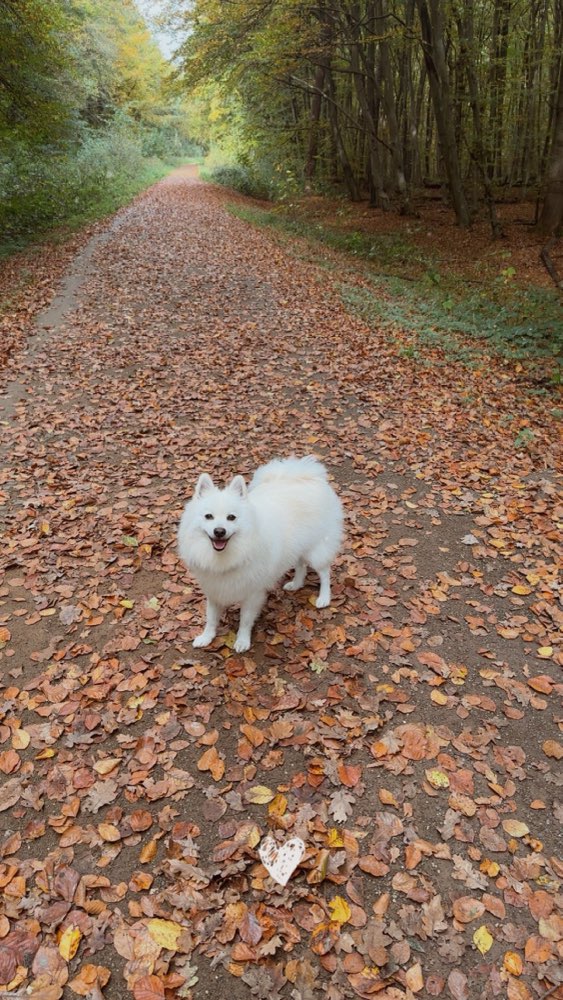 Hundetreffen-🐾 Mädelsrunde mit Hund – gemeinsame Spaziergänge & Freundschaften 🐾-Profilbild