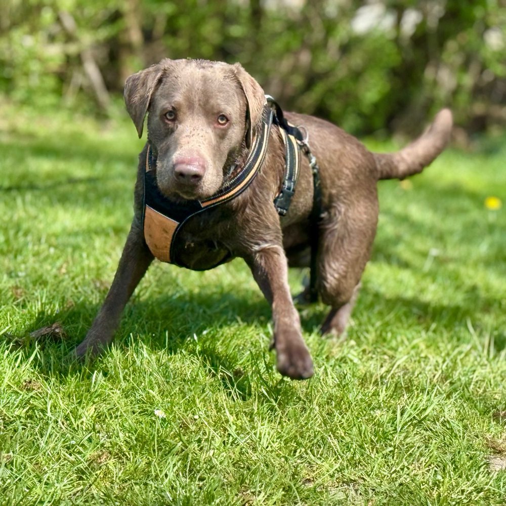 Hundetreffen-Hundebegegnung Übung-Profilbild