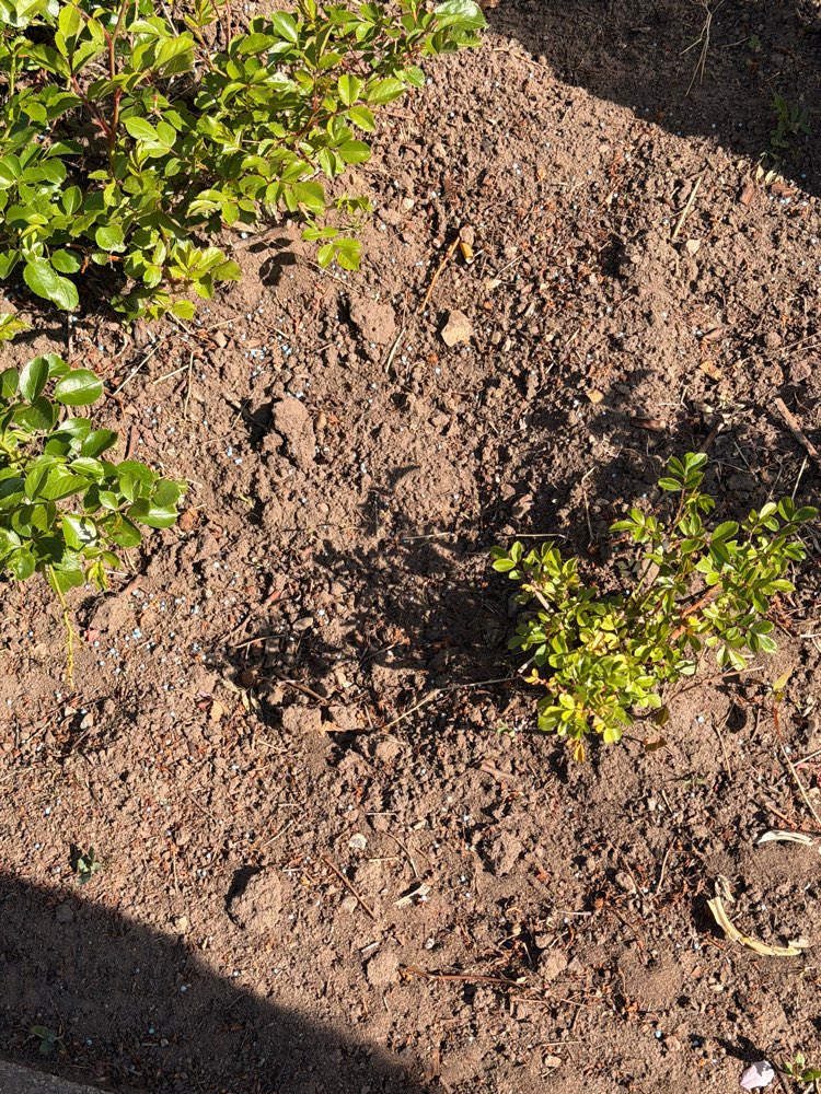 Giftköder-Blaukorn! In öffentlichen Beeten-Profilbild