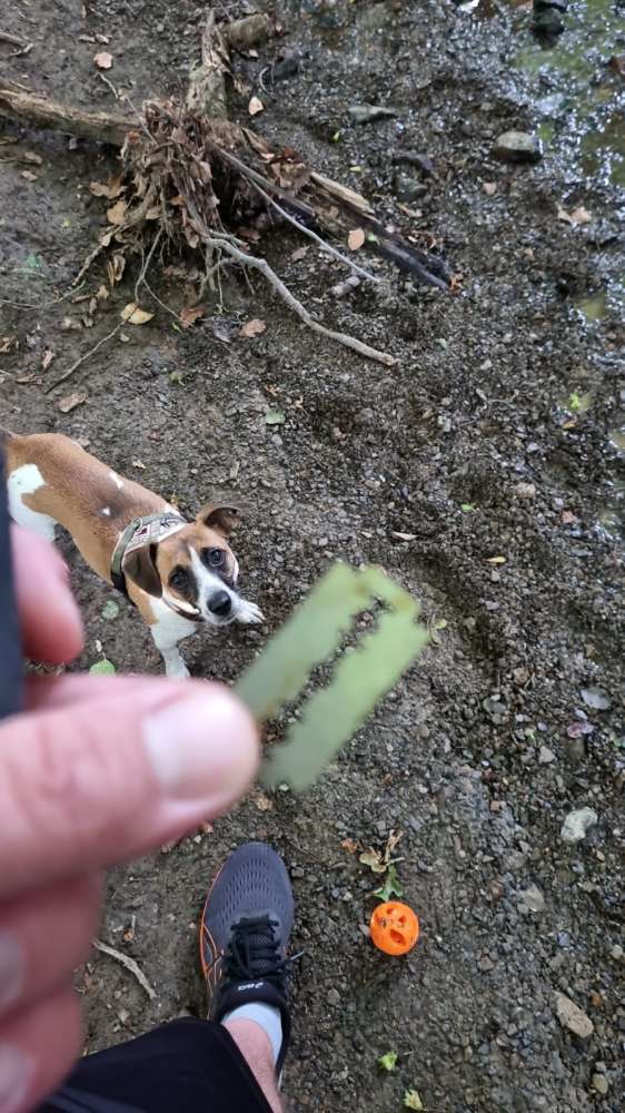 Giftköder-Rasierklinge-Profilbild