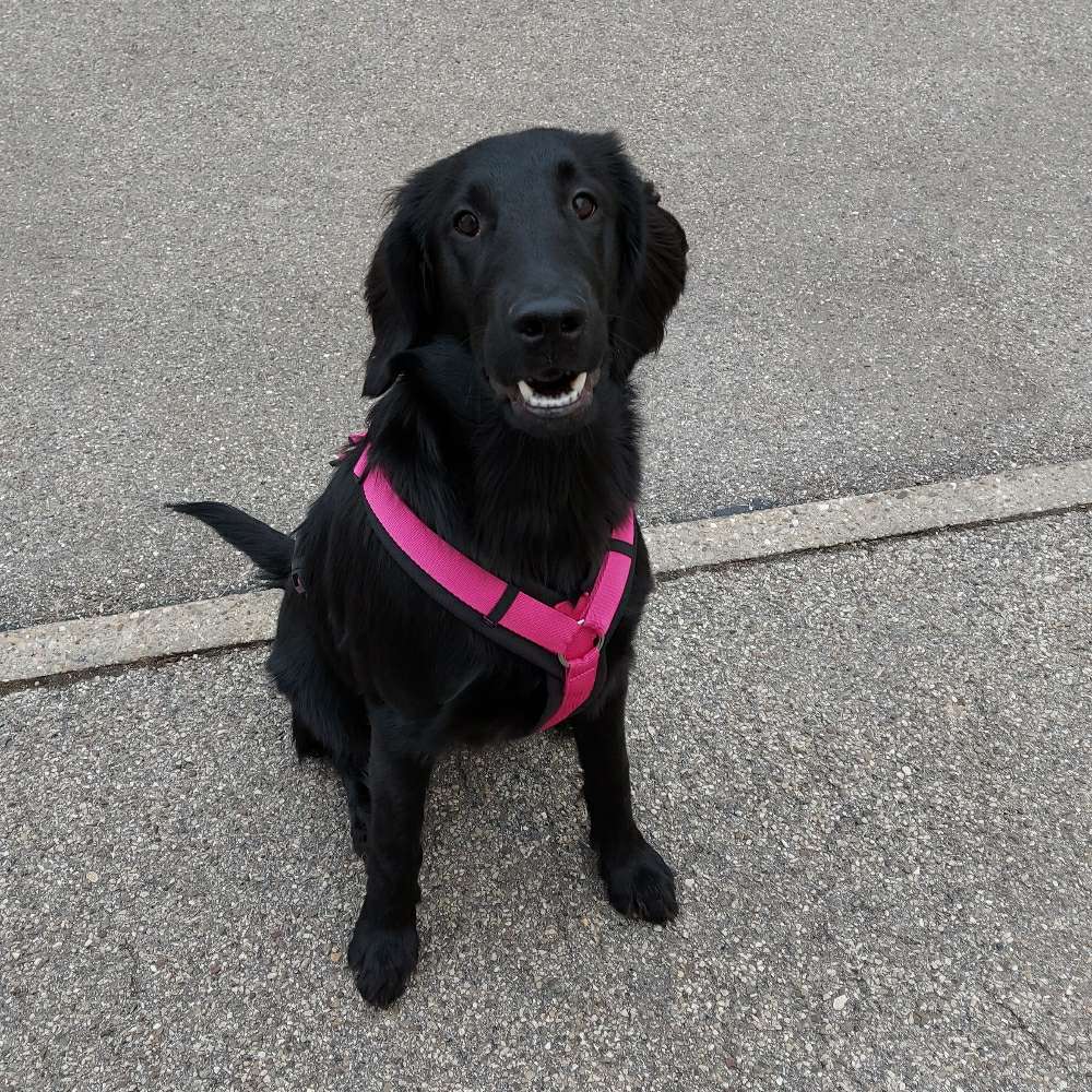 Hundetreffen-Gassi gehen,  spielen,  voneinander lernen-Profilbild