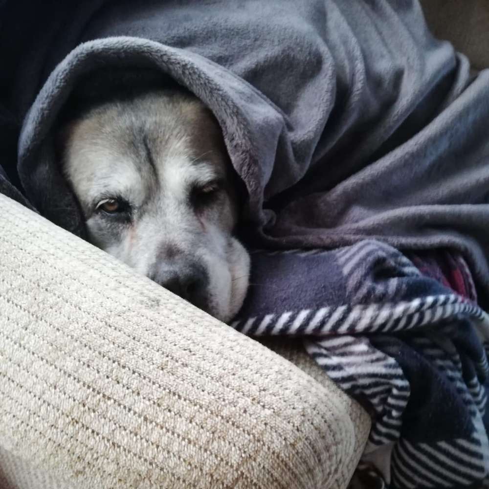 Hundetreffen-Spielen auf dem Feld?-Profilbild