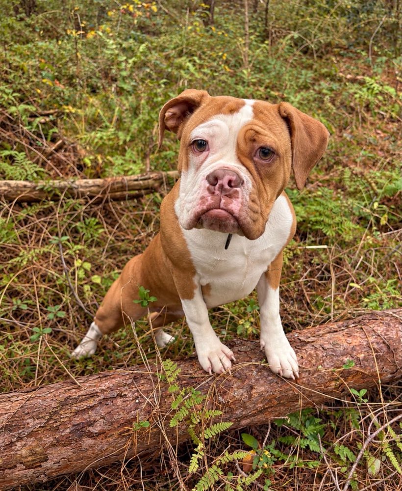 Hundetreffen-Spielrunde gemeinsames spazieren gehen?-Profilbild