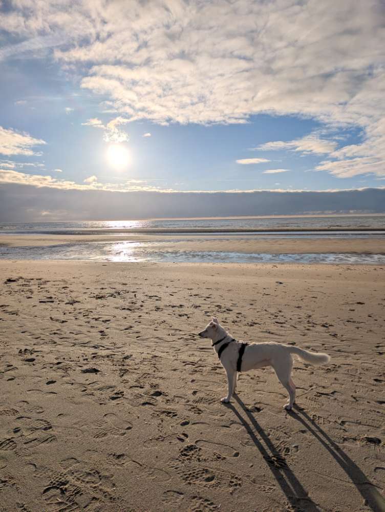 Hundetreffen-Hundekumpel gesucht-Profilbild