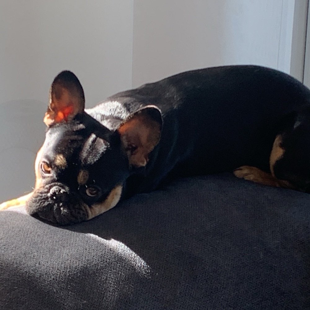 Hundetreffen-Gassi-Runde bad Griesbach oder Passau-Profilbild