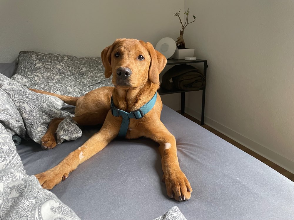 Hundetreffen-Henri sucht Hundefreunde-Profilbild